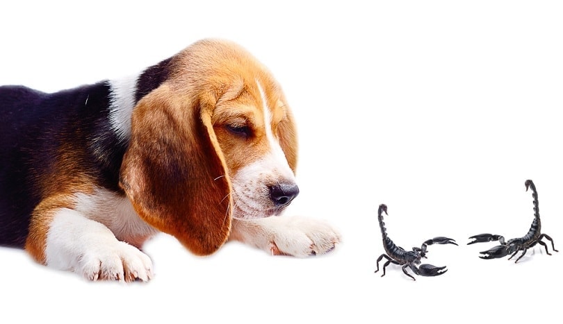 bígl-pes-and-scorpion_MRS.Siwporn_shutterstock
