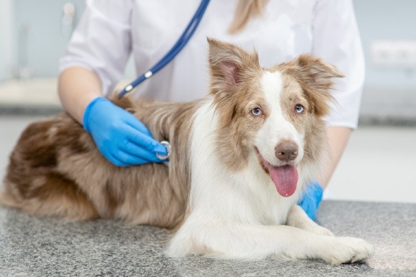 veterinární kontrola australský ovčák