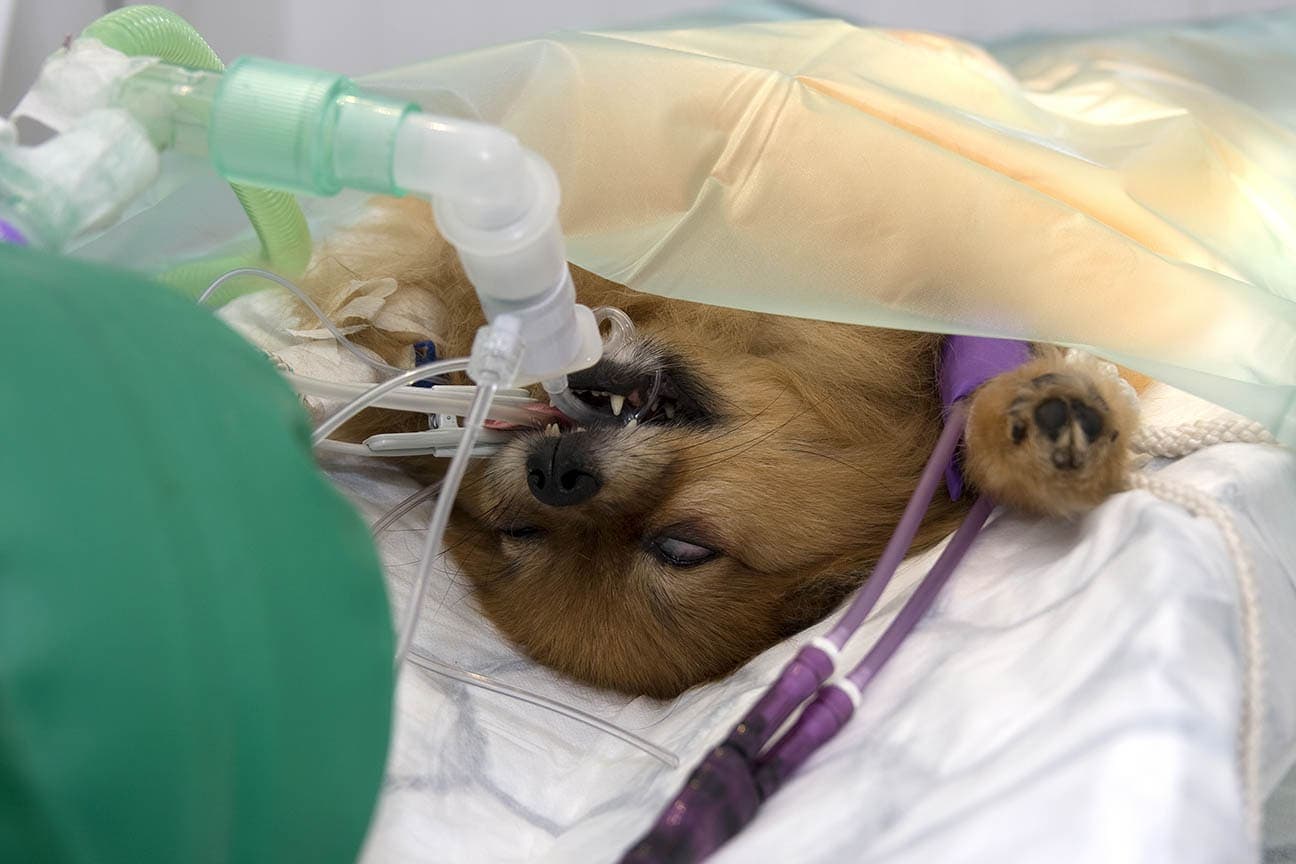 pomeranian po císařském řezu