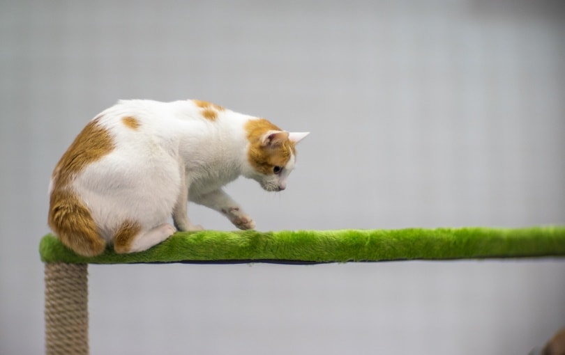 japonský bobtail sedící na kočičím stromě