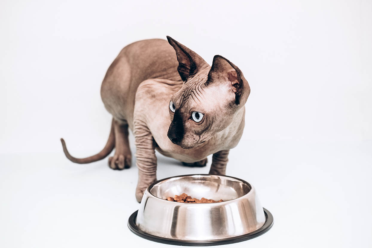 Kanadský sphynx jíst