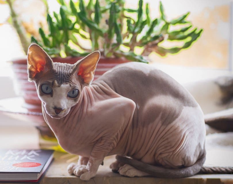 kočka sphynx