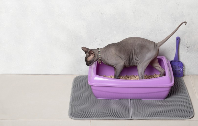 sphynx kočka na podložce podestýlky pro kočky
