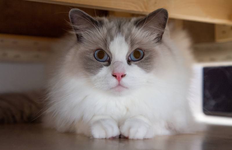 ragdoll kočka pod gaučem