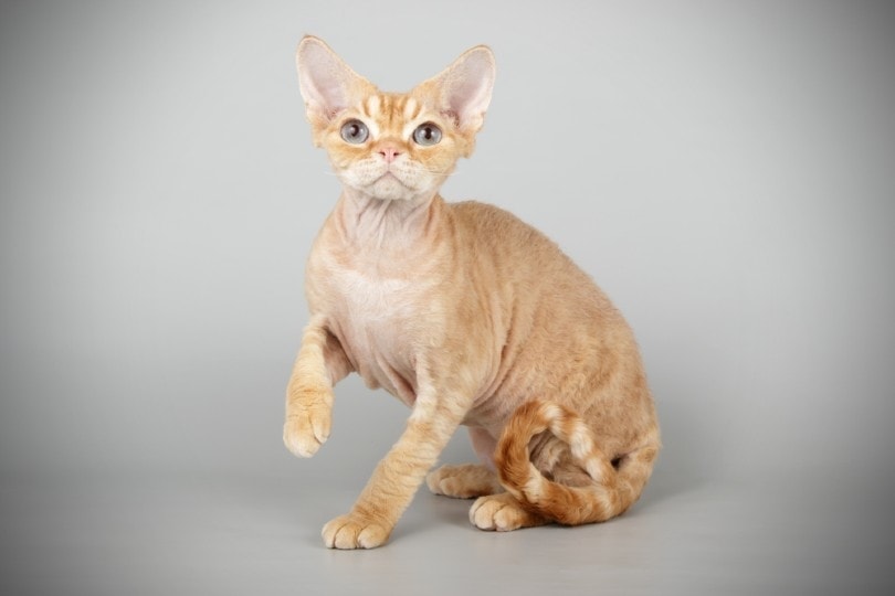 Red Devon Rex kočka sedí v šedém pozadí