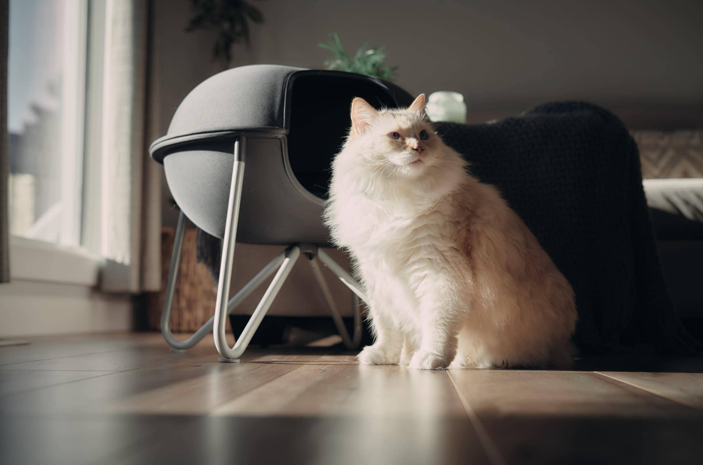 bílá himálajská kočka na zdraví pod postel