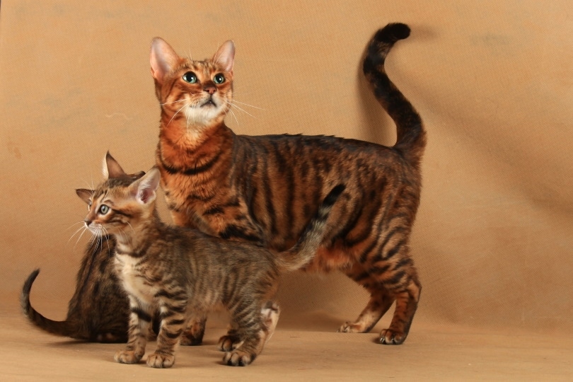 Toyger kočka