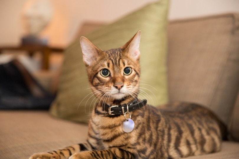 Toyger cat leží na gauči