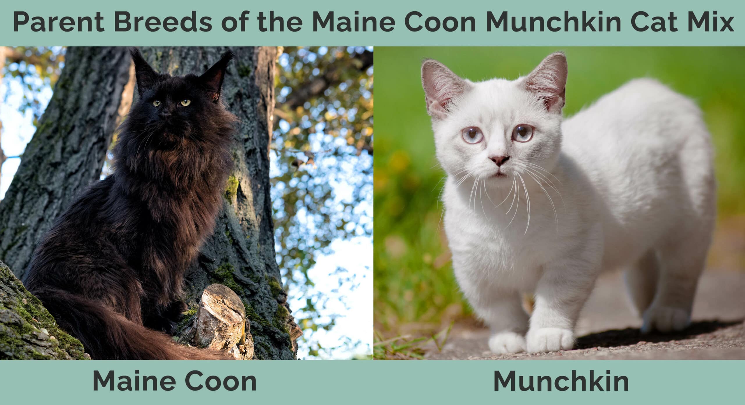 Rodičovská plemena Maine Coon Munchkin Cat Mix
