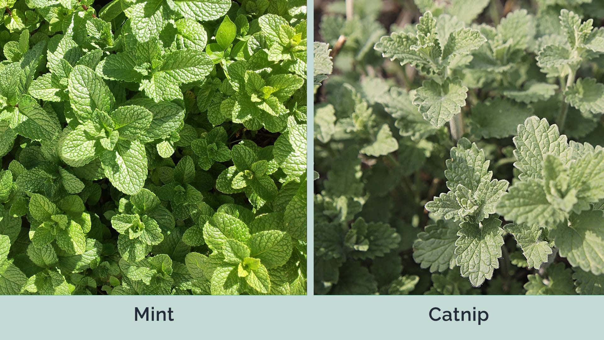 Máta vs Catnip