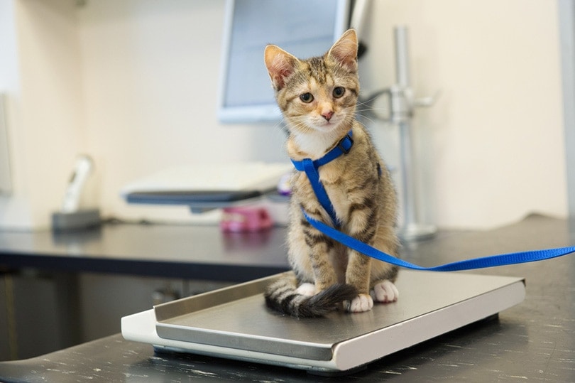 liittle kotě na váze u veterináře