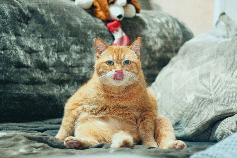 legrační kočka