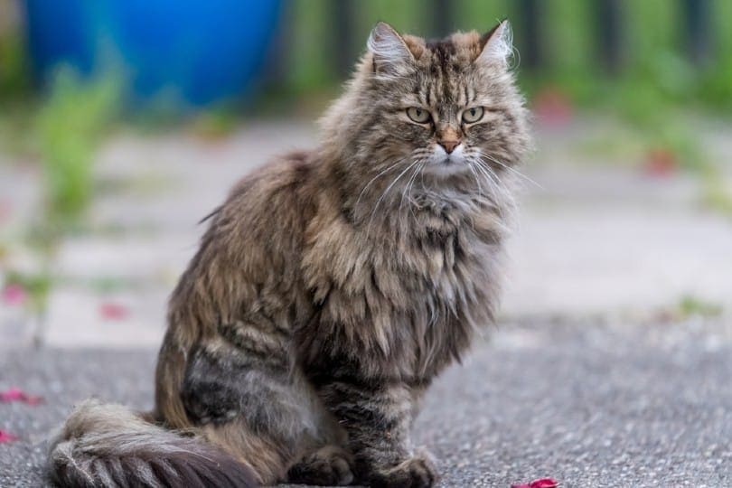 mourovatá kočka ragamuffin
