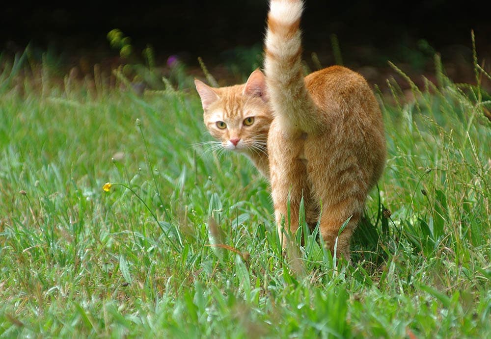 Ginger cat zvedá zadek