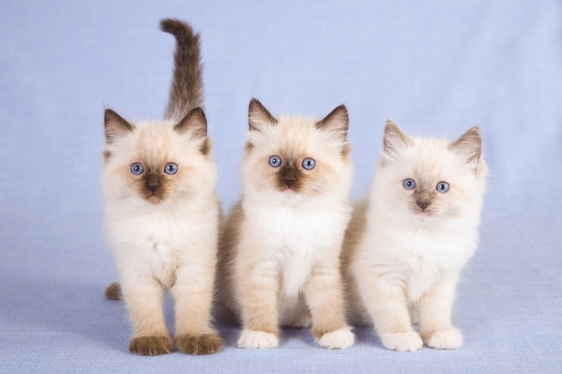 seal point ragdoll koťata na modrém pozadí