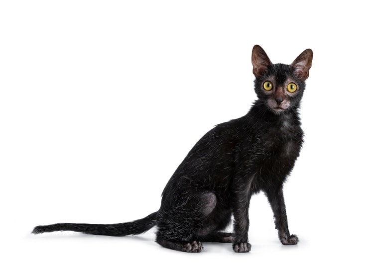 černá lykoi kočka