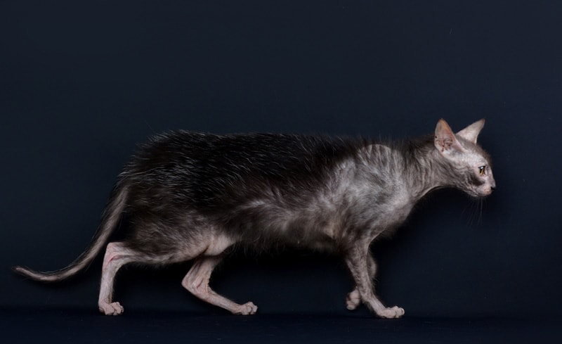 Kočka Lykoi