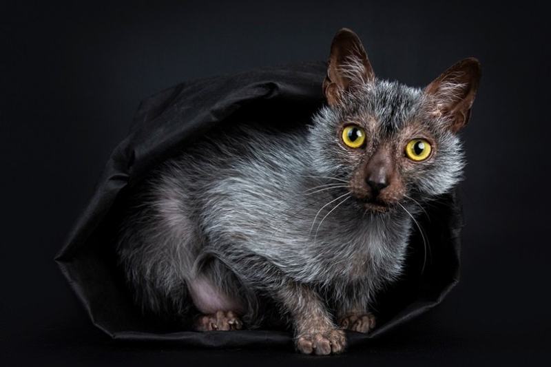 Lykoi vlkodlačí kočka uvnitř deky