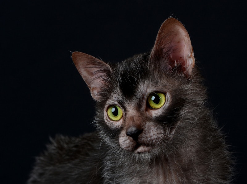 Kočka Lykoi