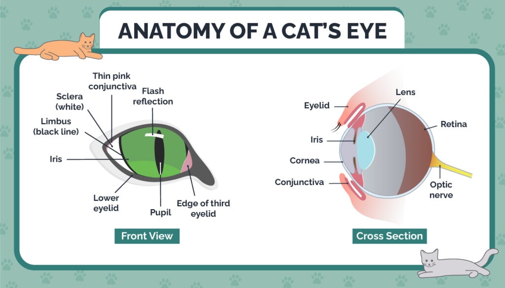 HEP_Anatomy_of_a_Cat