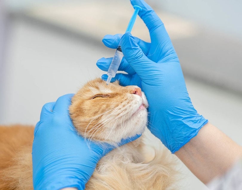 Veterinář kapající kapky v kočce
