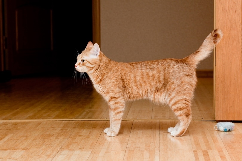 oranžová mourovatá kočka stojící na dřevěné podlaze
