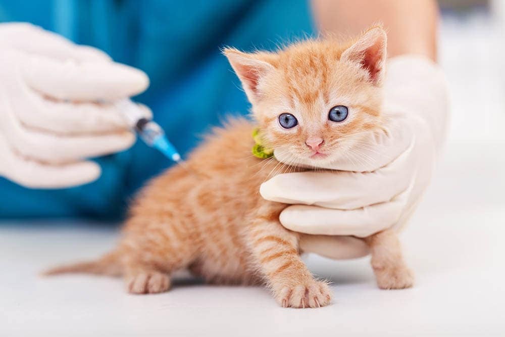 veterinář podávající vakcínu pro kotě