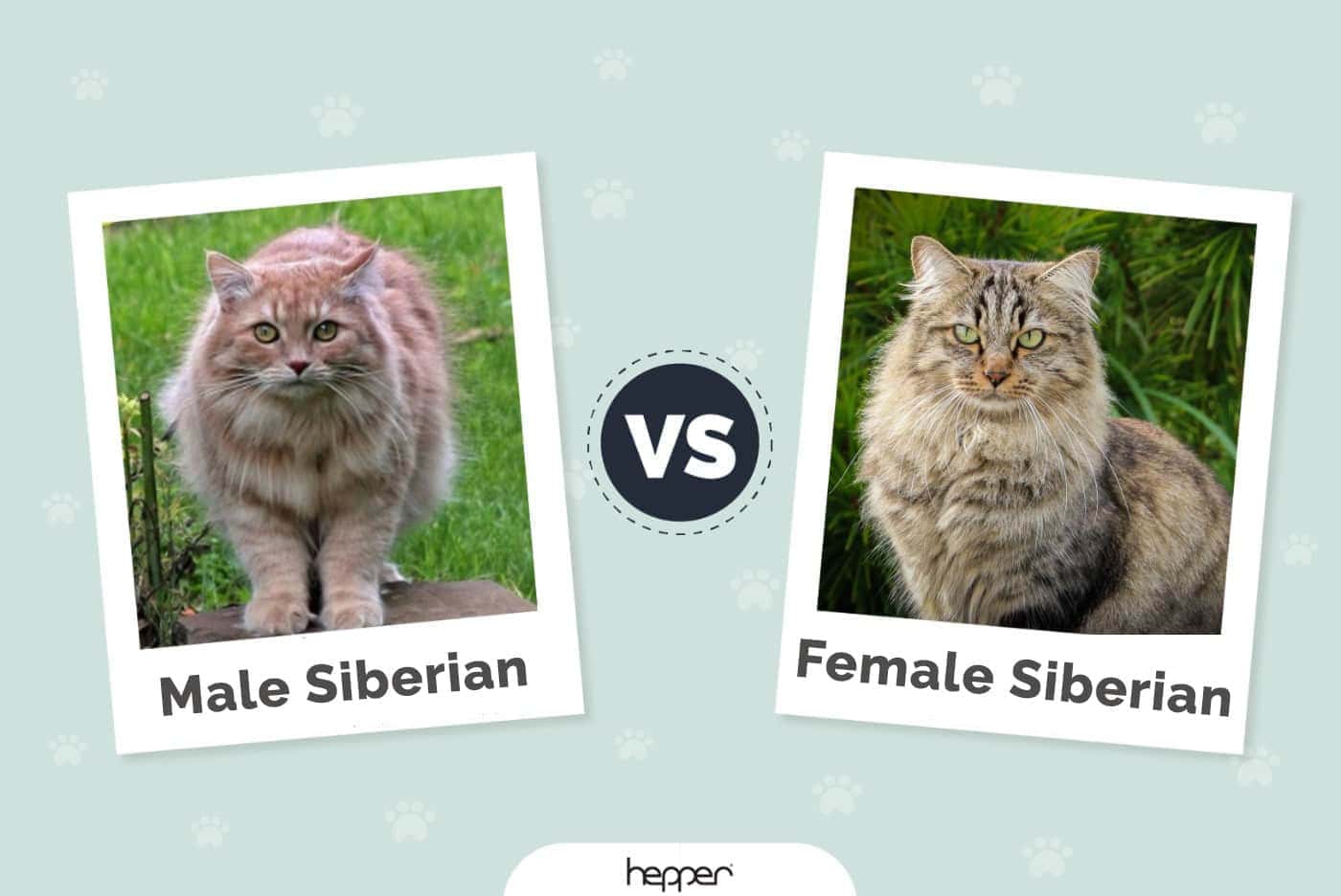 Muž-vs.-Samice-sibiřská-kočka-představovaný-2