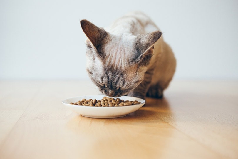 kočka jí dietní hypoalergenní suché krmivo z misky