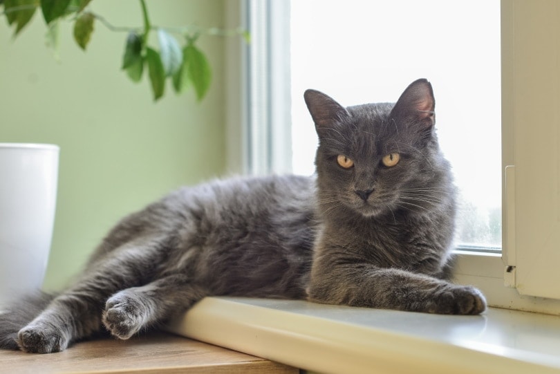 nebelung kočka