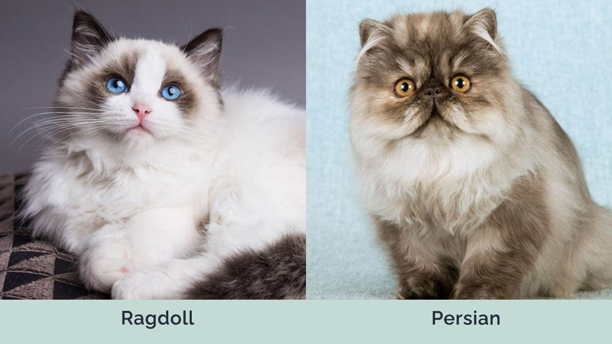 Ragdoll vs Peršan bok po boku