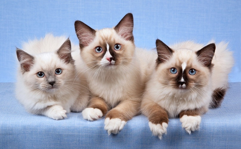 3 koťata Ragdoll v řadě na modrém pozadí