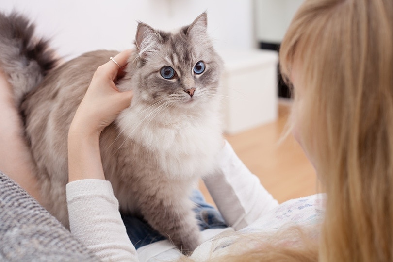 mladá žena s kočkou ragdoll na gauči