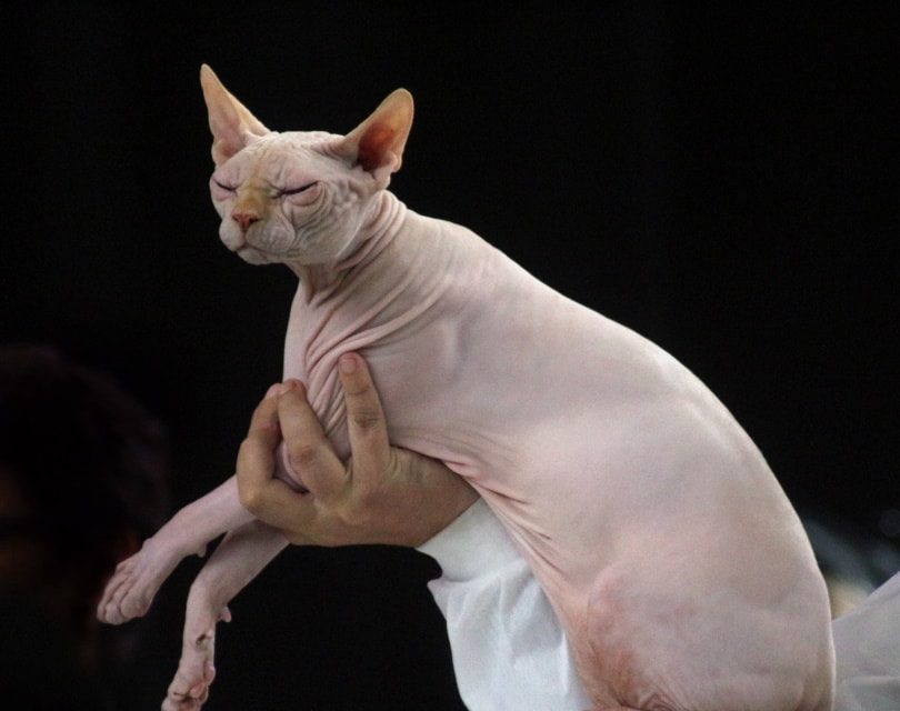 sphynx kočka jednobarevná