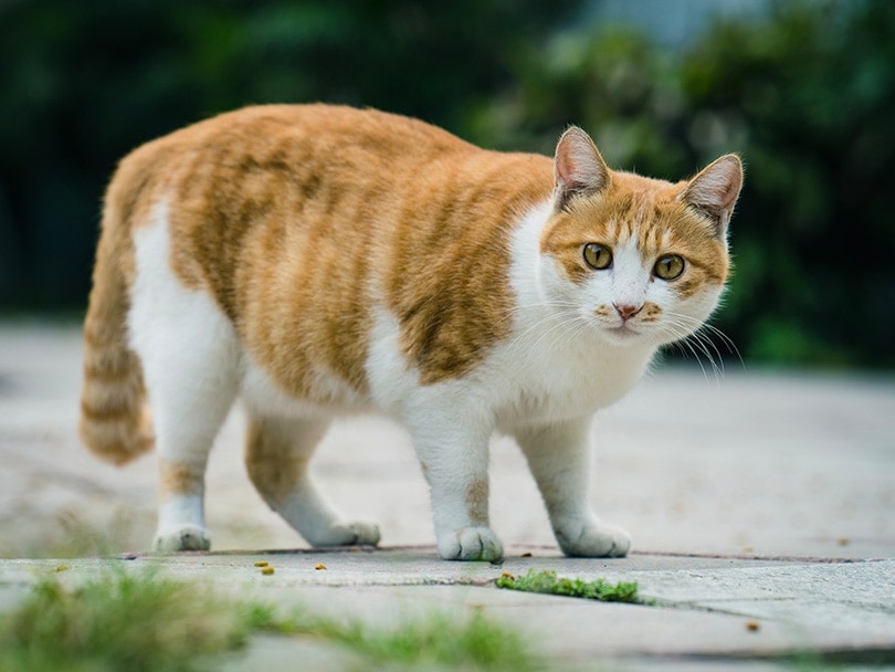 hladová bílá kočka hepper nom nom miska olizující ret