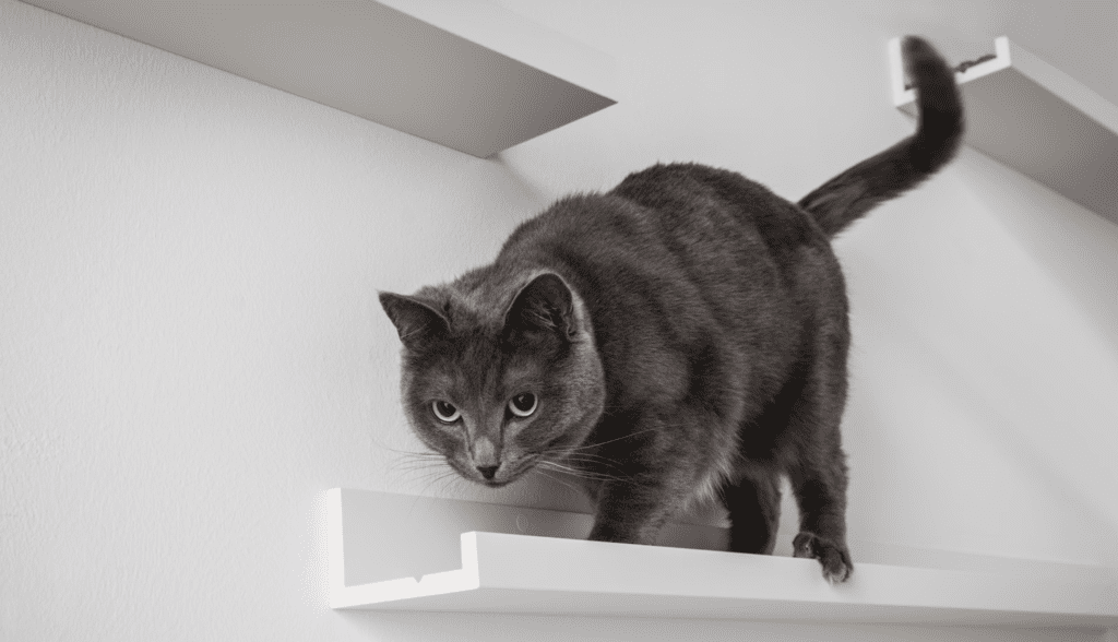 IKEA Picture Ledge Cat hřiště - Ikea