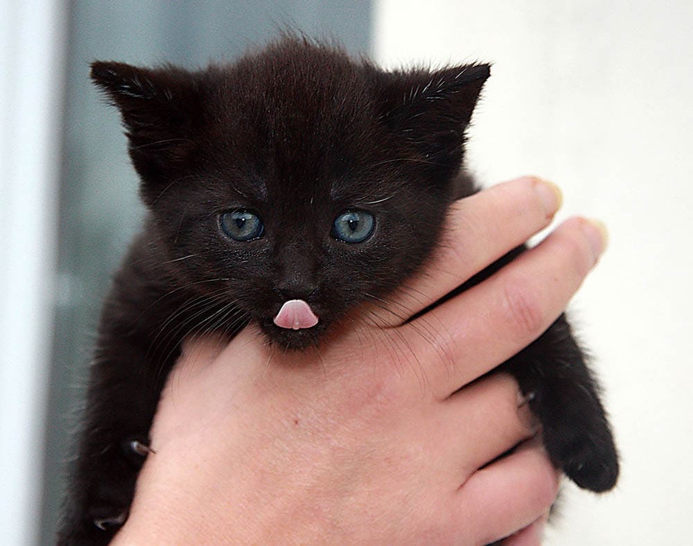černé kotě bleps
