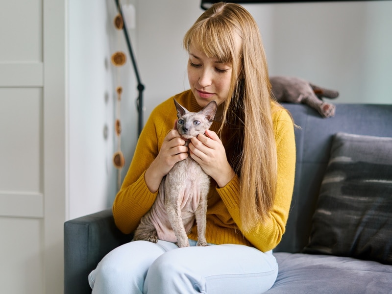 šedá sphynx kočka sedící na klíně majitelů