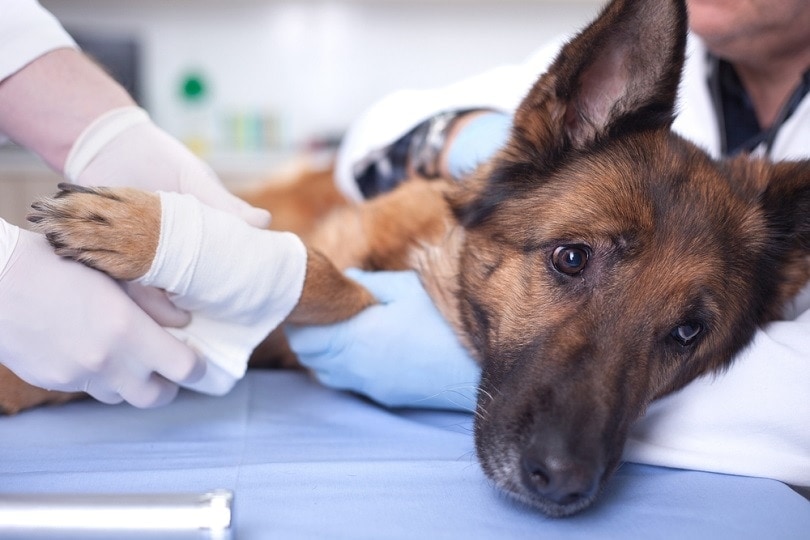 Veterinární-chirurg-ošetřující-pes-v-chirurgii_VP-Photo-Studio_shutterstock