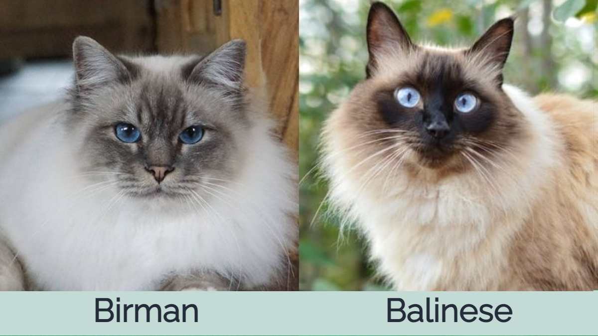 Birma vs balijská kočka