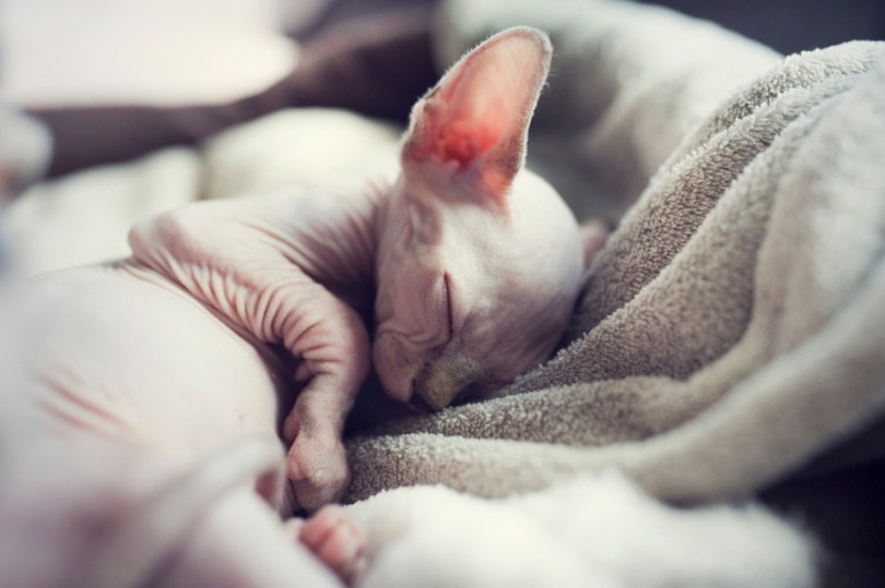 sphynx kočka spí