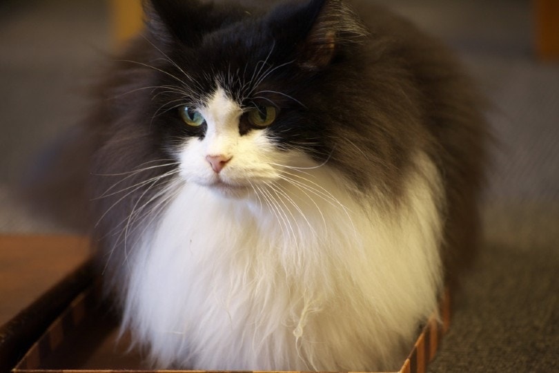dvoubarevný kouř manx cat
