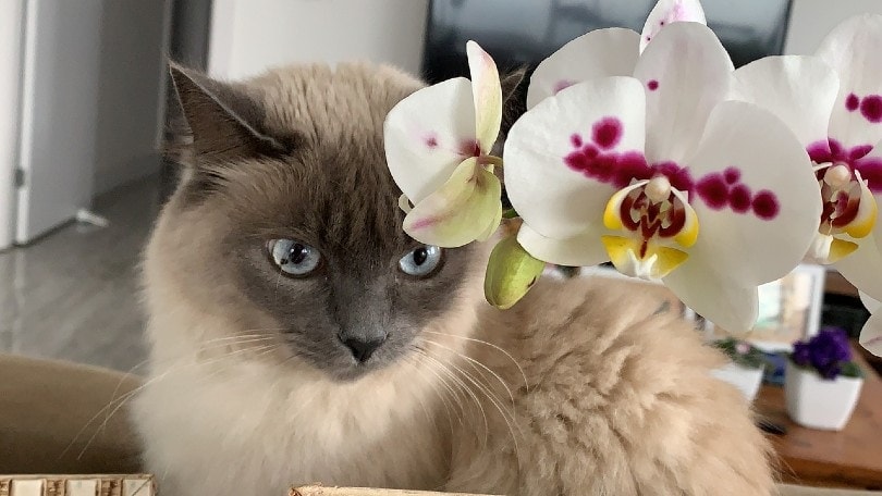 kočka s orchidejemi