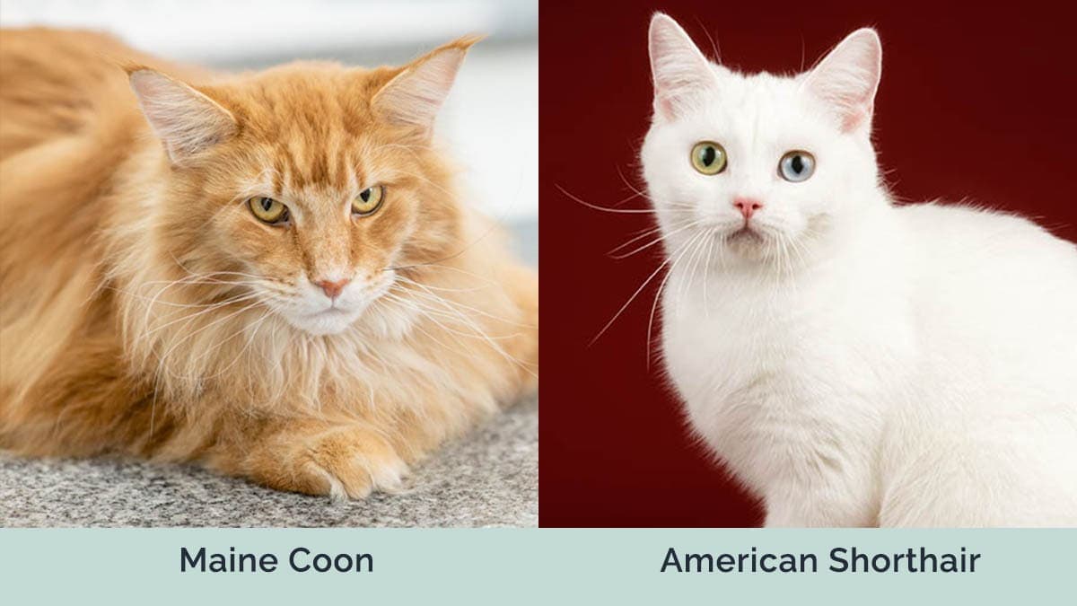 Maine Coon versus americká krátkosrstá srst bok po boku
