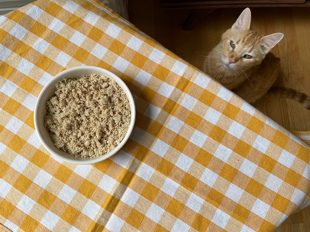 mourovatá kočka při pohledu na misku s malými hladkými ptáky recept