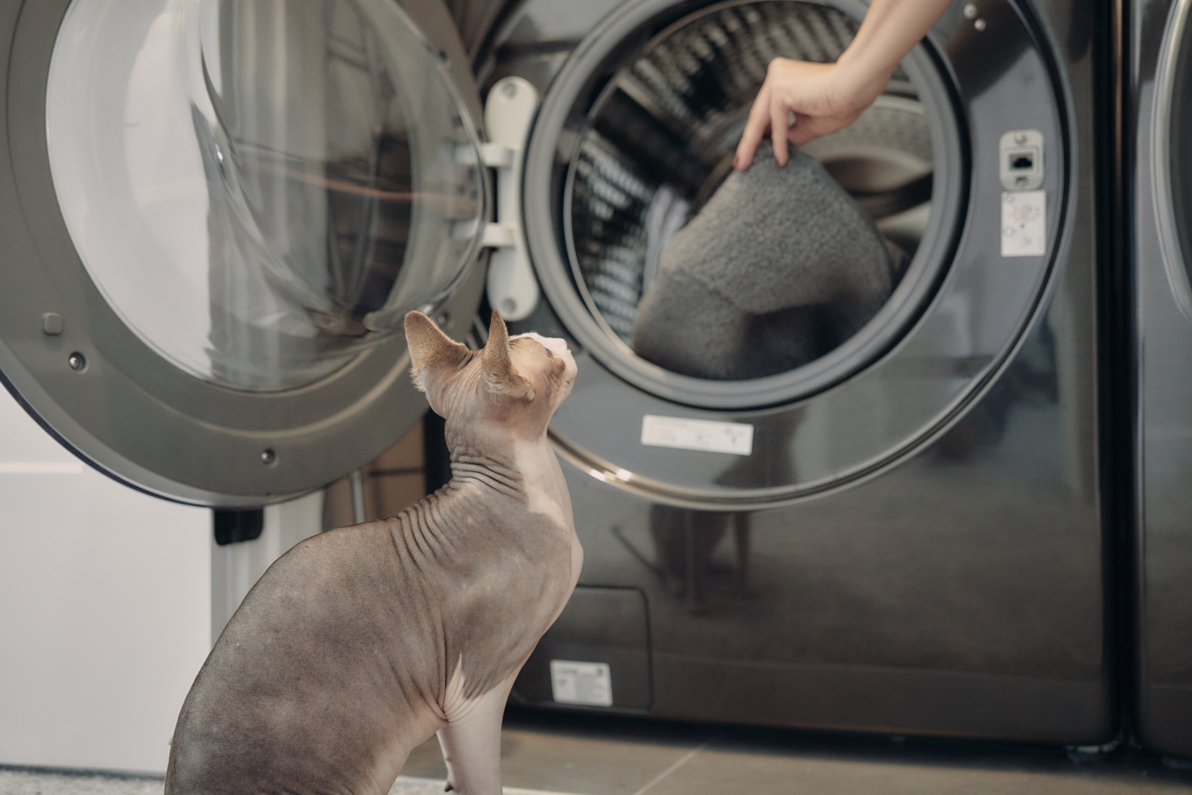 zvědavý Sphynx kočka prádelna pračka hepper hnízdo vložka