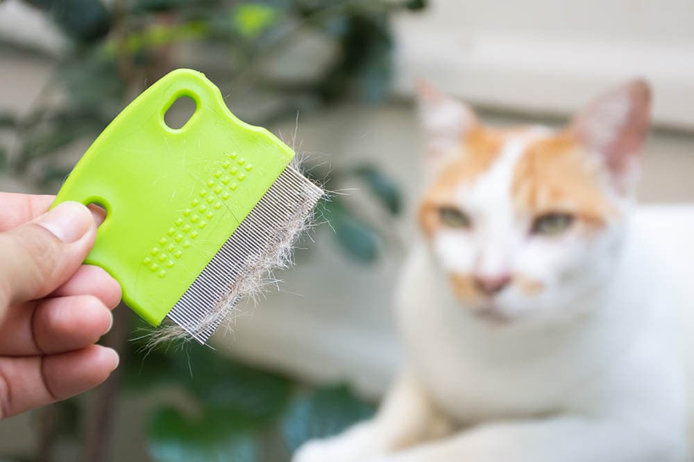 Zblízka ruka držící hřeben kartáče s kočičí srstí nebo chomáč vlny po péči