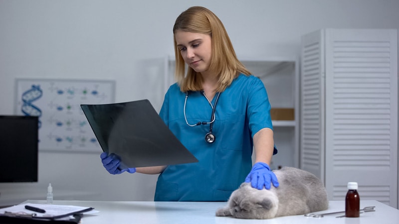 Žena veterinář hladí kočku drží rentgen