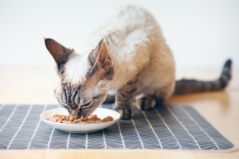 kočka Devon Rex jí z bílého keramického talíře
