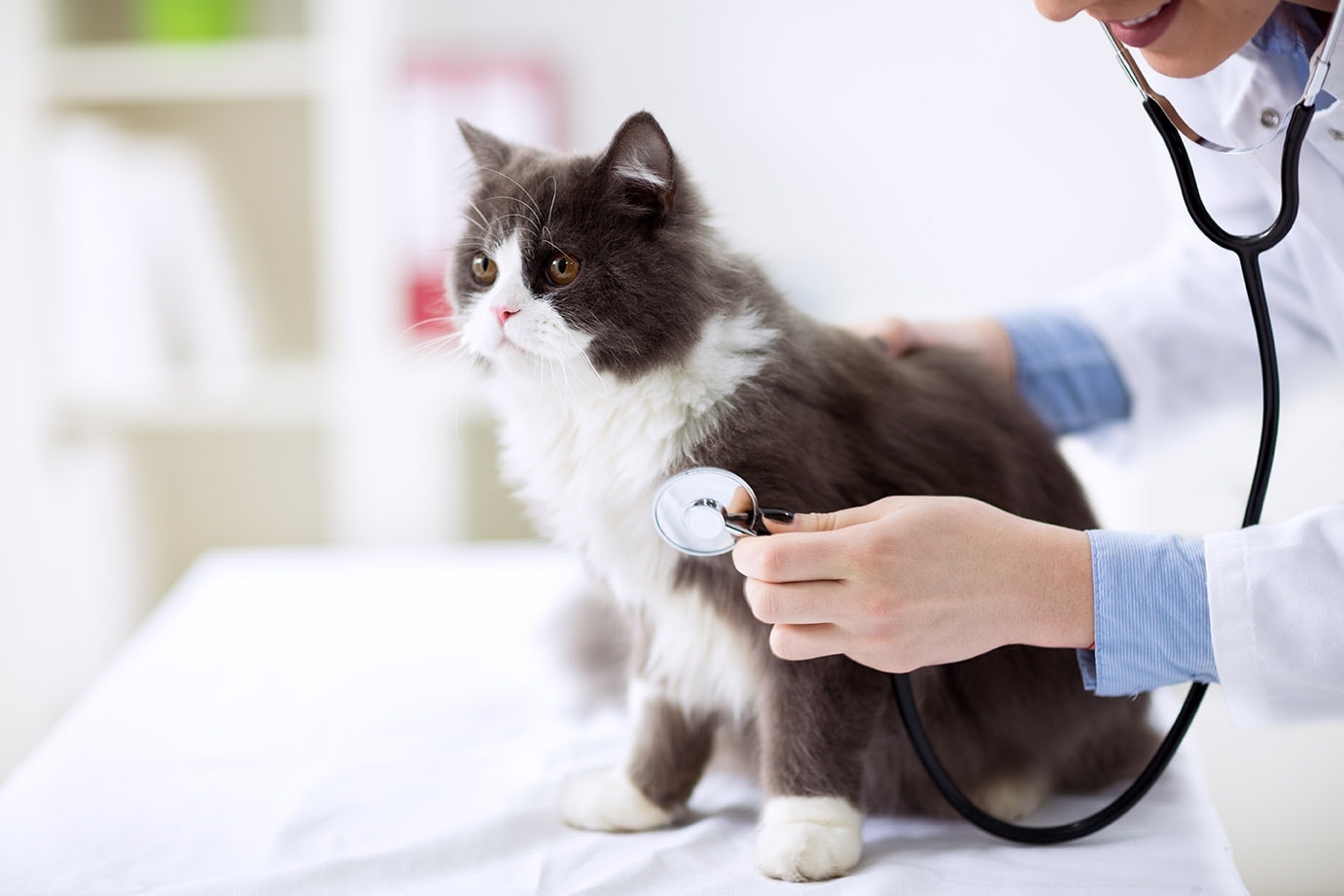 Veterinární kontrola perské kočky
